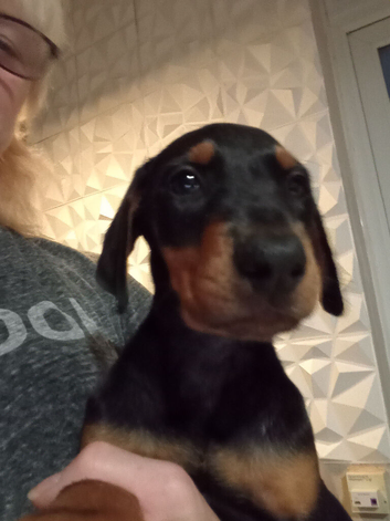 Doberman European American excellent pedigree pups limited number available