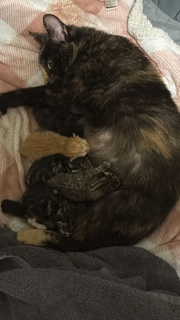 Mixed breed kittens available in 4 weeks