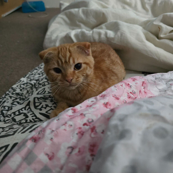 Scottish fold boy