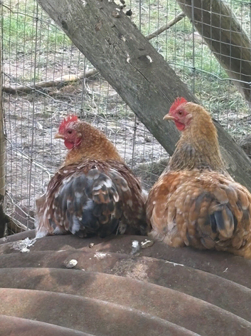 Mille fleur pekin bantams hatching eggs