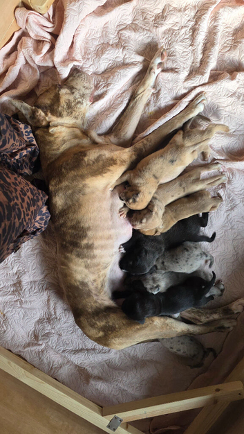 Great Dane x Mastiff Puppies