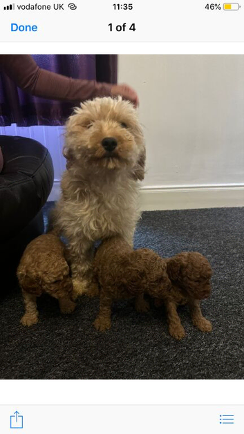 Cavapoo