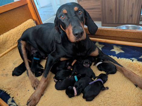 Lithuanian hounds looking forever home