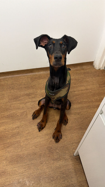 Bella the Dobermann
