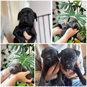 Last puppies!! Ready 29/10