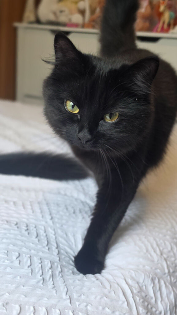 Female cat