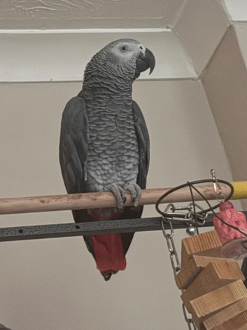 3yr old Tame female Congo African Grey.
