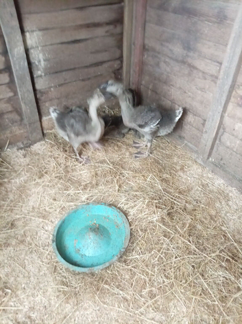 Chinese geese