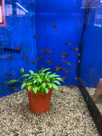 Red Phantom Tetra (Megalamphodus sweglesi)