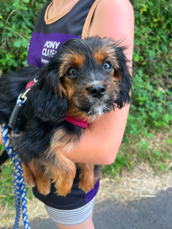 Yorkie x boy for sale