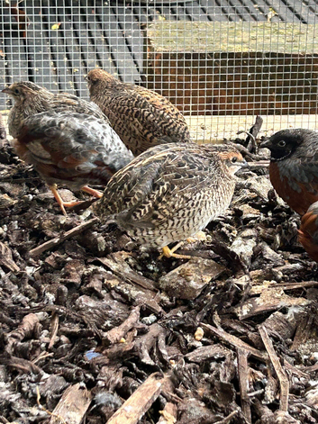 Japanese painted button quails