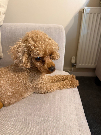 Kc reg toy poodle male