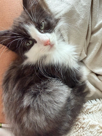 Kitten for new home 13 weeks.