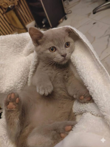 Kitten