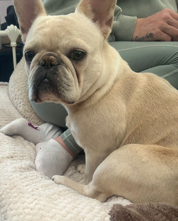 French Bull Dog | 2 years old | Needs New Home