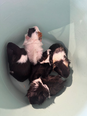 Male guinea pigs