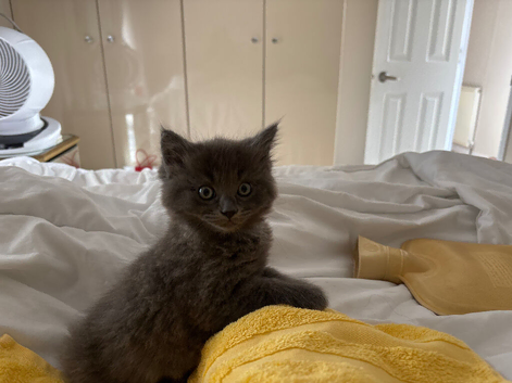 Grey ragdoll