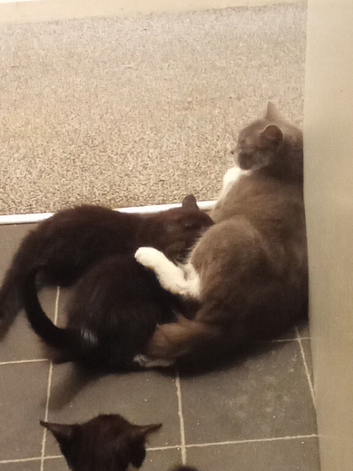 Lovely fluffy kittens