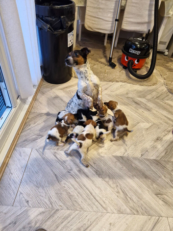 Jack Russell pups
