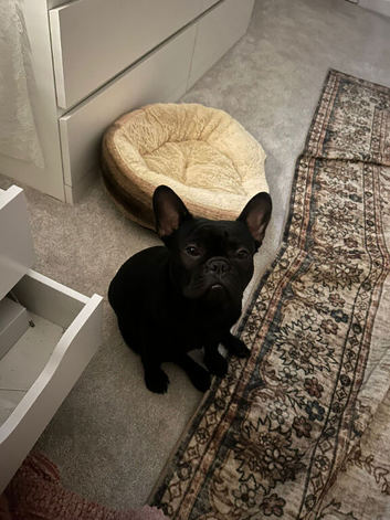 French bulldog