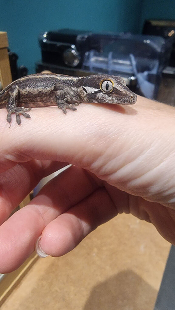 Gargoyle Geckos