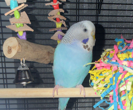 Budgie for sale (SKYE)