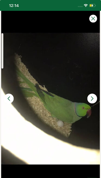 Proven breeding pair of Indian Ringnecks