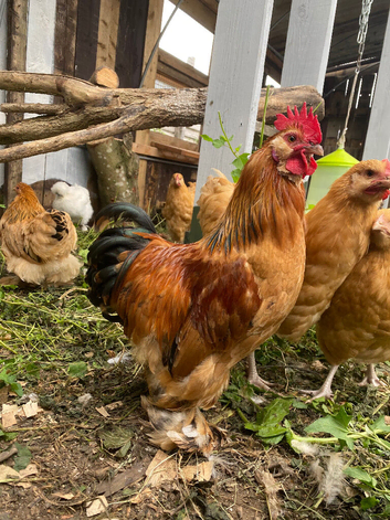Cockerells/roosters