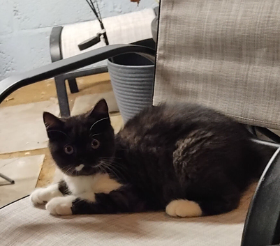 Beautiful kitten