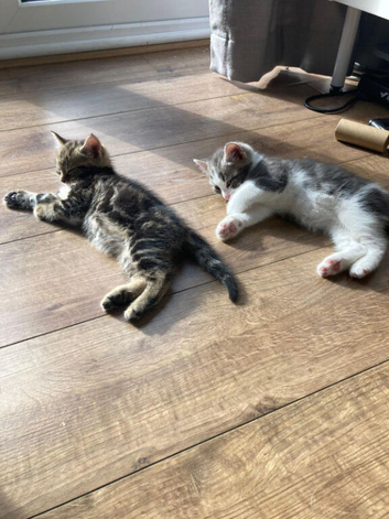 Beautiful Kittens Ready for Their Forever Homes