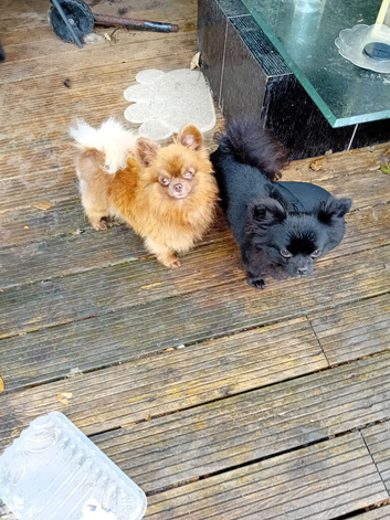 Chihuahua