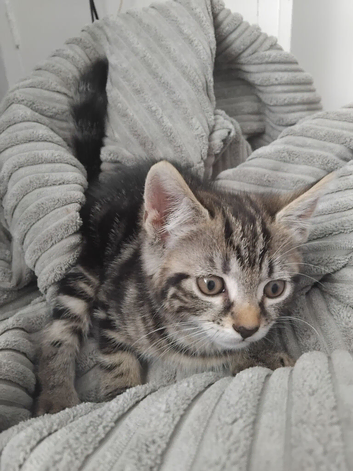 Kittens