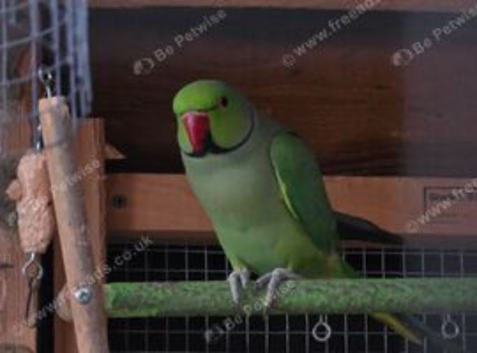 Indian Ringneck Parrot Male Green