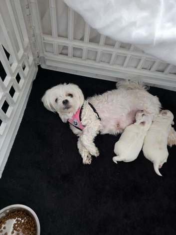 Pure Maltese for sale