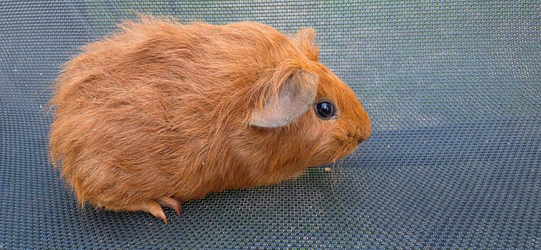 Teddy cross Boar