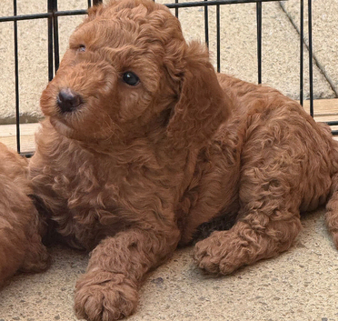 Exceptional F1BB Miniature Labradoodle Puppies &ndash; Home Raised