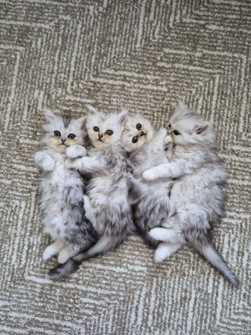 Persian Chinchilla Ragdoll Kittens Cat cute cats fluffballs adorable pets animals