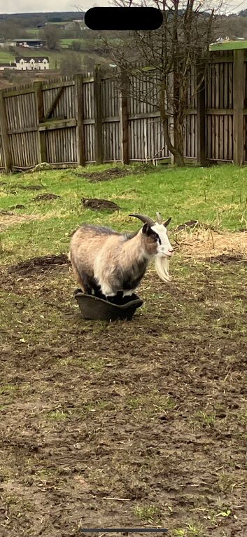 Two loving Pygmy goats seeking a new home.