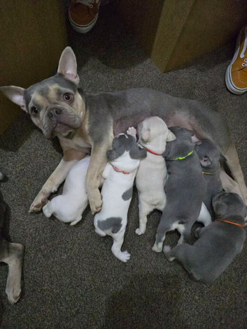 French bulldog puppies