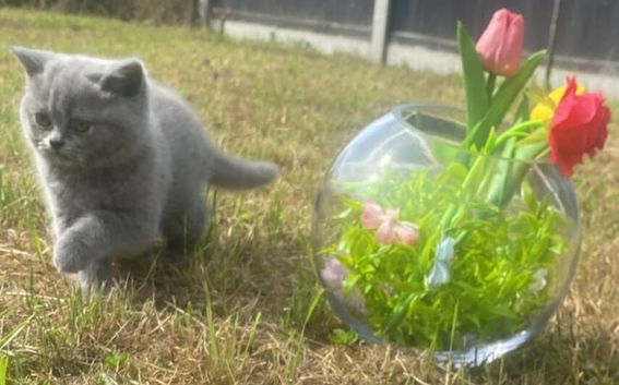 5 British Shorthair kittens for sale!