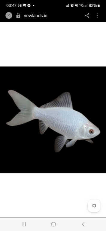 Pond fish, free