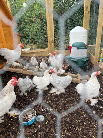 Lavender Bantam Cockerels