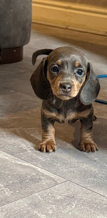 Miniature Daschunds