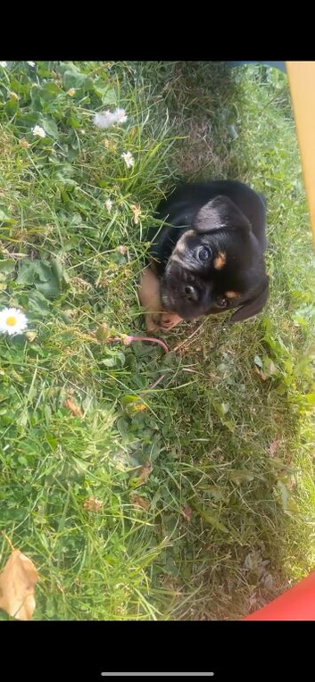 *Reduced* 1 beautiful bulldog cross pup left