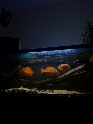 Jack Dempsey trio + breeding pair