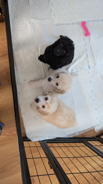 Exceptional moyen poodle puppies