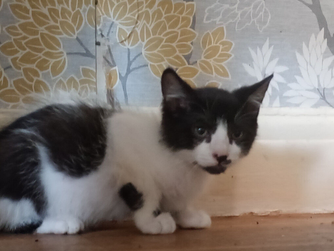 Two male kittens