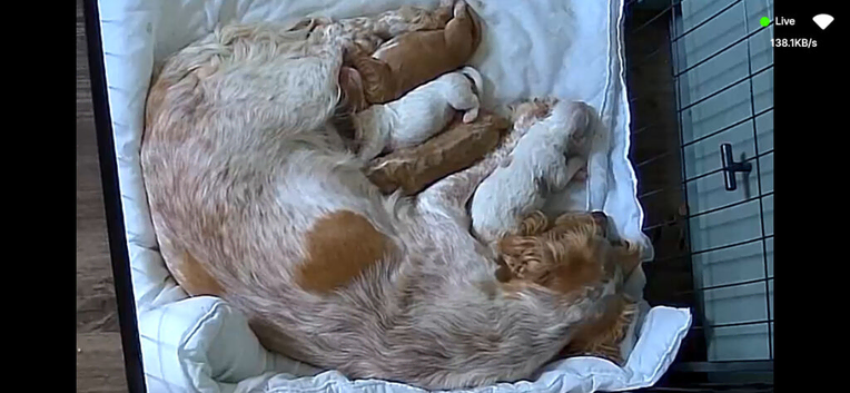 4 beautiful cocker spaniel puppies