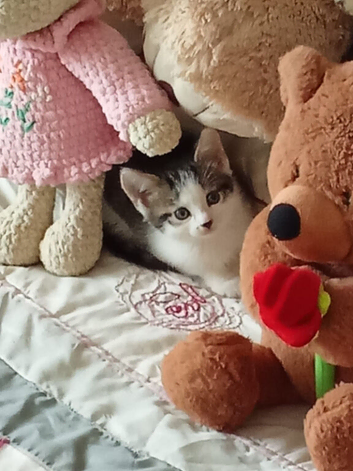 Female kitten