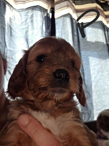 Cavapoo pups  2 girls 1 boy!!
